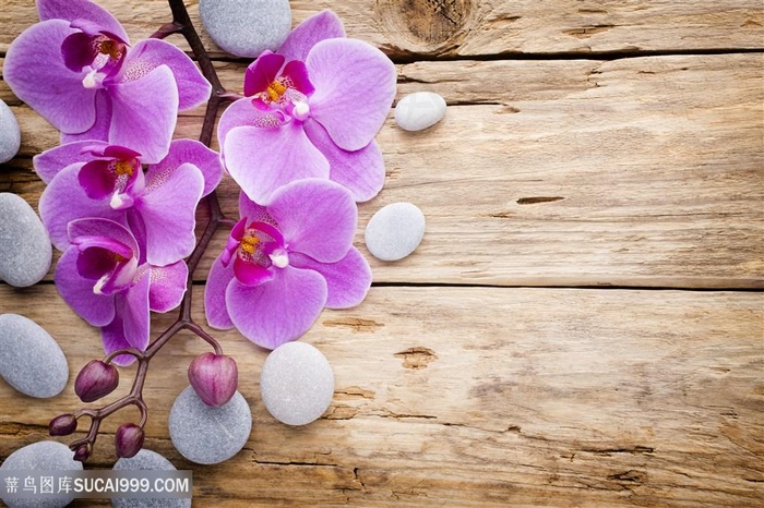 唯美蝴蝶兰兰花图片素材