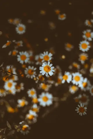 白色纯洁雏菊摄影素材