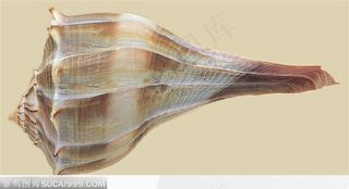 螺旋纹贝壳（螺号状）