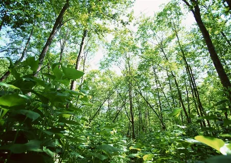森林风景美丽的素材