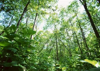 森林风景美丽的素材