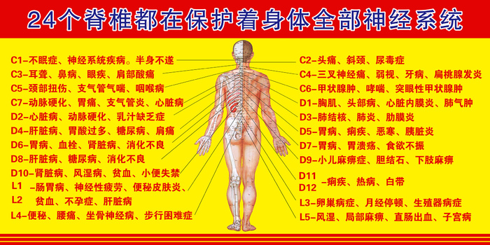 24脊椎保护全部神经系统psd模版下载