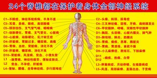24脊椎保护全部神经系统
