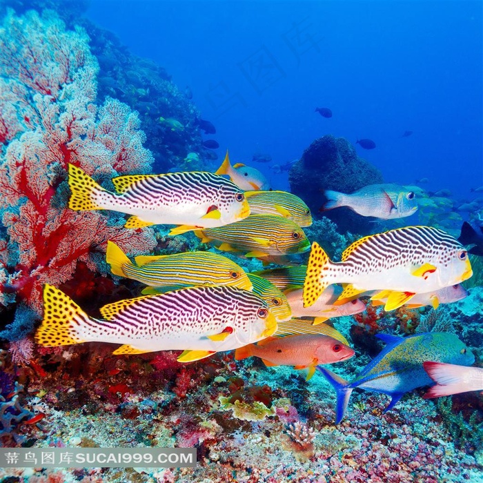 鱼类海葵生物摄影