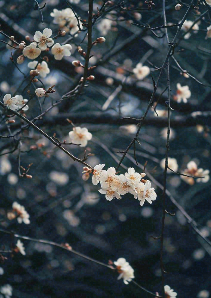 冬天浪漫白色花朵枝叶，冬季植物大雪小雪冬至新春摄影图(928x1312)