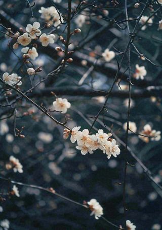 冬天浪漫白色花朵枝叶，冬季植物大雪小雪冬至新春摄影图