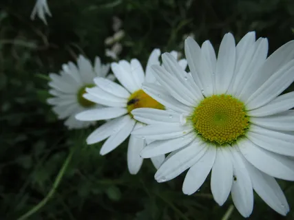 白色雏菊花微距图片 白色雏菊花微距图片