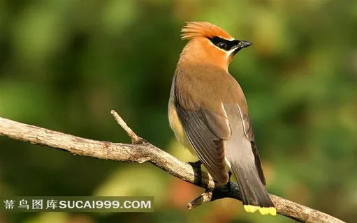 树枝上精美的小鸟高清摄影素材
