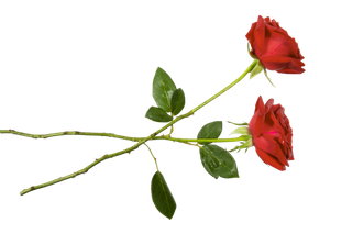 鲜花玫瑰免扣素材