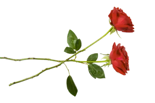 鲜花玫瑰免扣素材