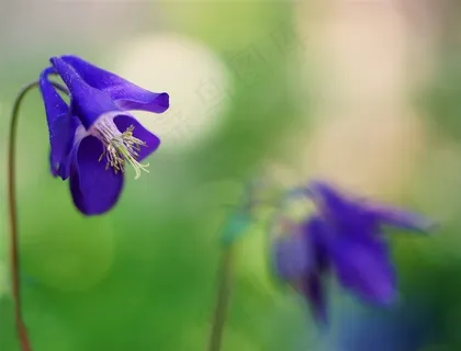 唯美鲜花高清摄影图片