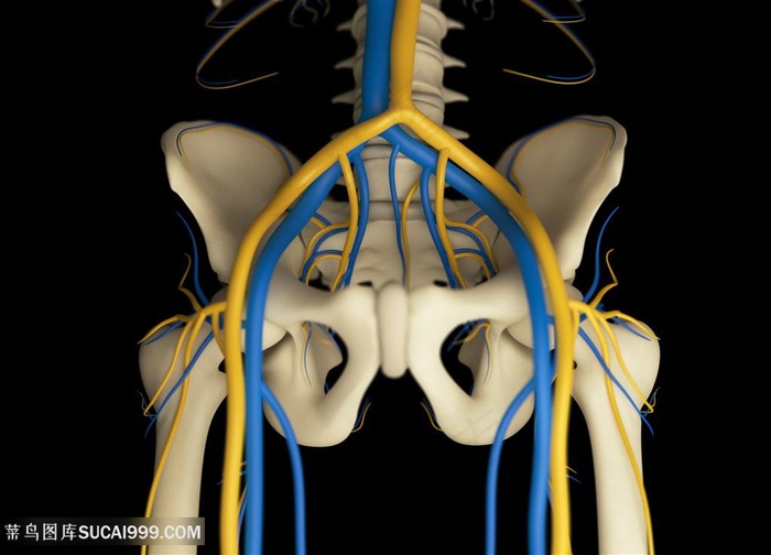 人体盆骨骨骼结构图片