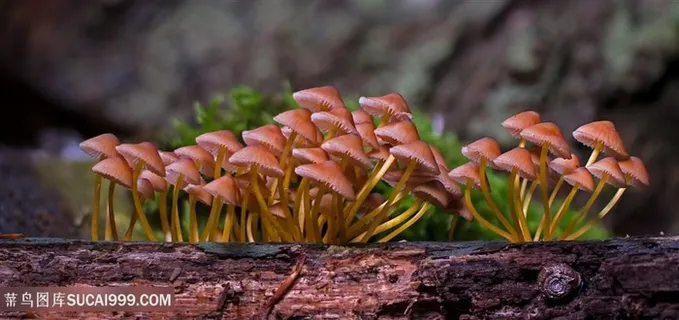 山上盛开的蘑菇 山上盛开的蘑菇