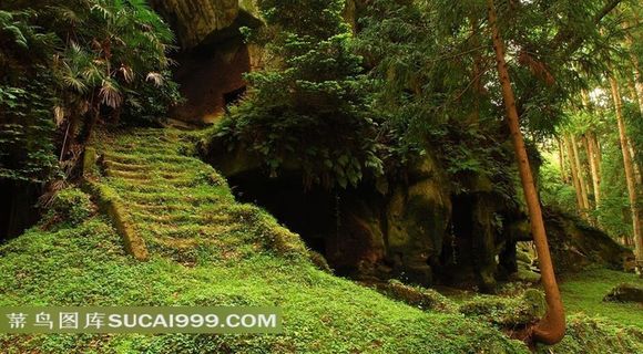 绿色茂盛森林楼梯遗址