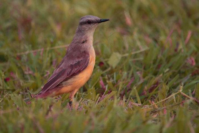 野生小鸟摄影图片