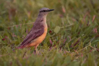 野生小鸟摄影图片