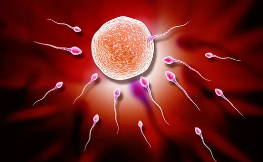 简单明了受精过程高清图片 简单明了受精过程高清图片