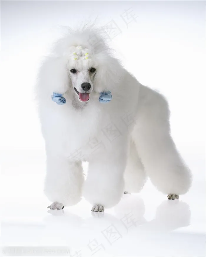 小型犬-张嘴的贵宾犬