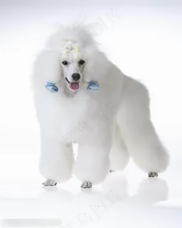小型犬-张嘴的贵宾犬 小型犬-张嘴的贵宾犬