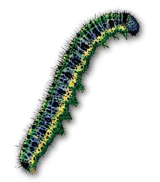 卡特彼勒 PNG免抠(313x355)