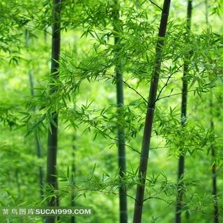 幽静的竹林大图