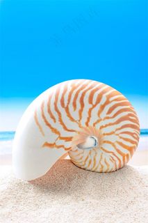 美丽的沙滩海星景色高清图