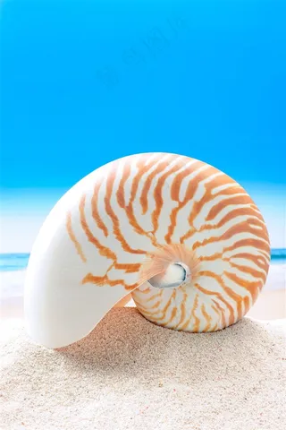 美丽的沙滩海星景色高清图