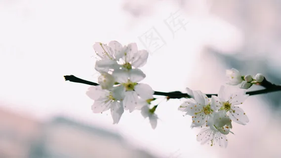 春天白色桃花图片 春天白色桃花图片