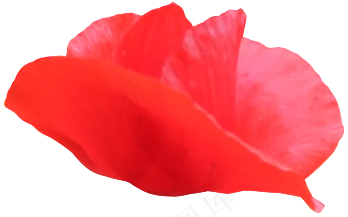 花瓣花朵免扣图片  