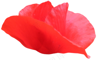 花瓣花朵免扣图片  