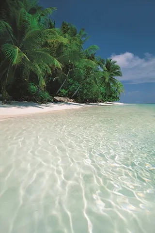 蓝天下椰林边的海水