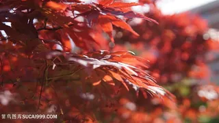 午后公园枫树叶