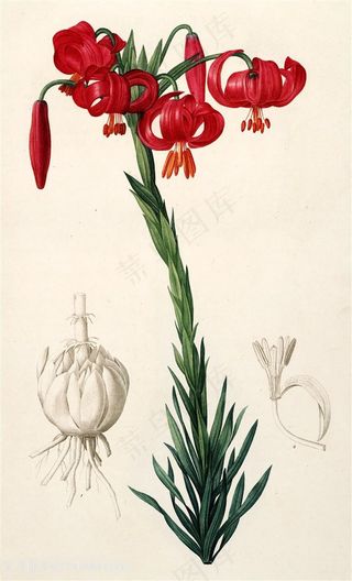 唯美红色兰花复古装饰画