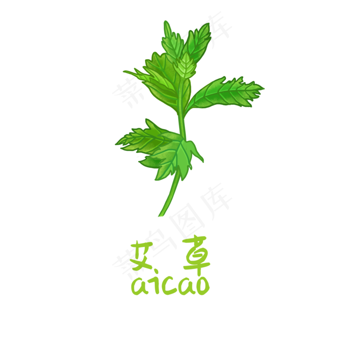 手绘草本中药药材艾草