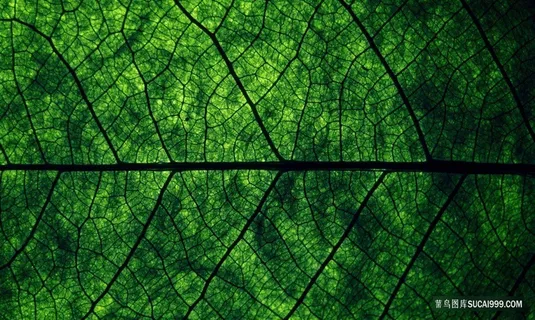 树叶纹理高清特写背景 树叶纹理高清特写背景