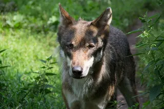 桌面壁纸野生动物狼图片