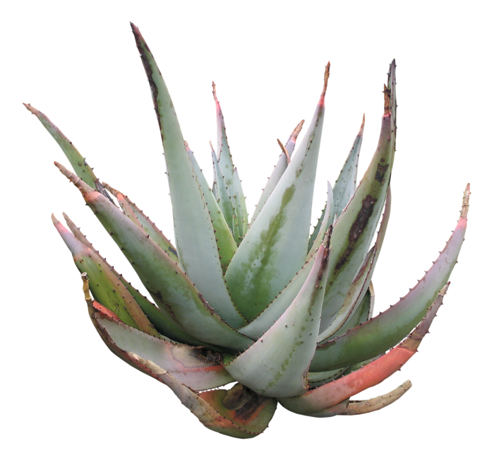 高清树木素材 免抠PSD植物素材 美术绘画园林贴图 树草灌木花草