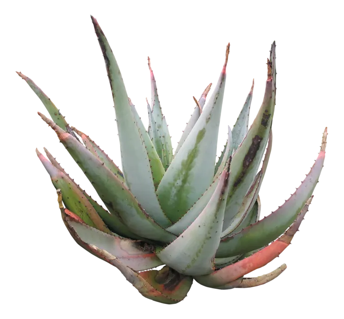 高清树木素材 免抠PSD植物素材 美术绘画园林贴图 树草灌木花草