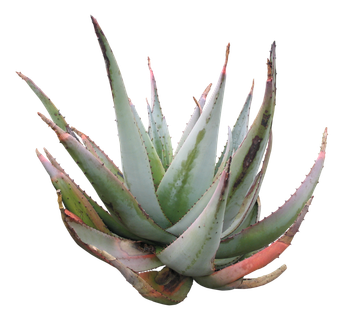 高清树木素材 免抠PSD植物素材 美术绘画园林贴图 树草灌木花草