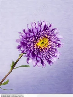 花束物语-紫色的菊花