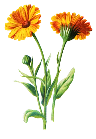 复古手绘植物花卉玫瑰花PNG免扣图案高清图片PS设计素材图