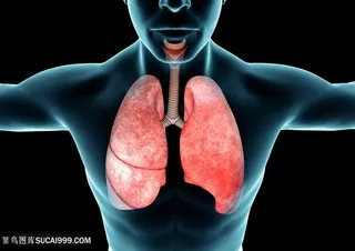 透明的人体肺部特写高清图片