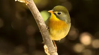 鸟类大全红嘴相思鸟素材