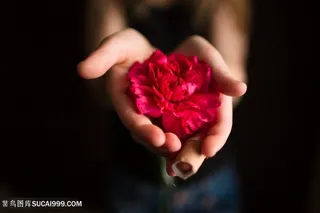 欧美儿童摄影手捧鲜花的小男孩图片手势图片