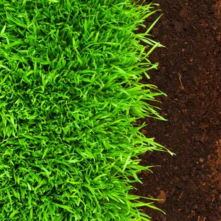 高清绿色菜地图片下载