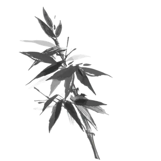 竹子水墨画中国风国画墨水书法竹子画