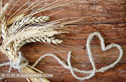 木板上用绳子捆着的麦穗 木板上用绳子捆着的麦穗