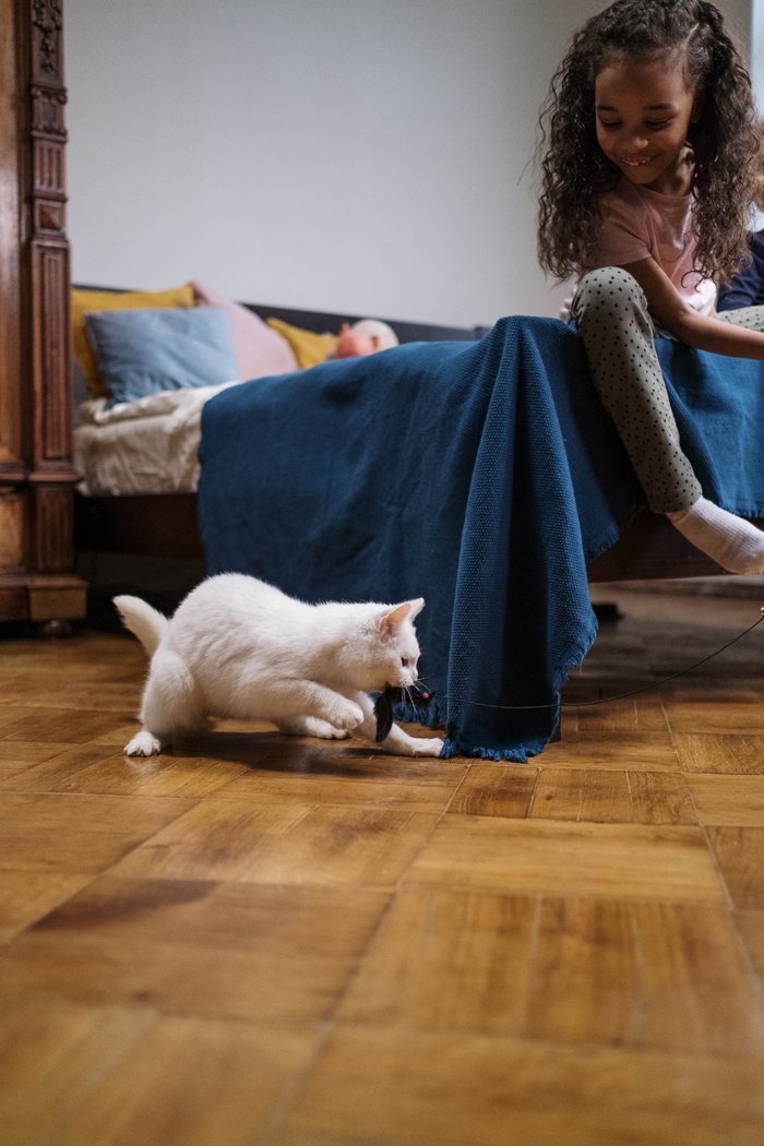 可爱猫咪猫猫摄影素材