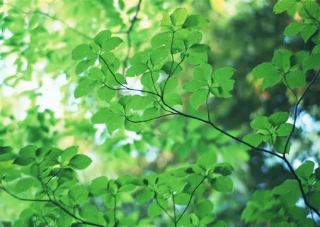 树木风景春季美景jpg素材 树木风景春季美景jpg素材