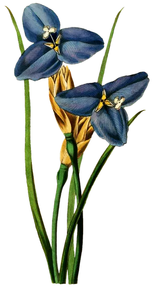 复古手绘植物花卉玫瑰花PNG免扣图案高清图片PS设计素材图